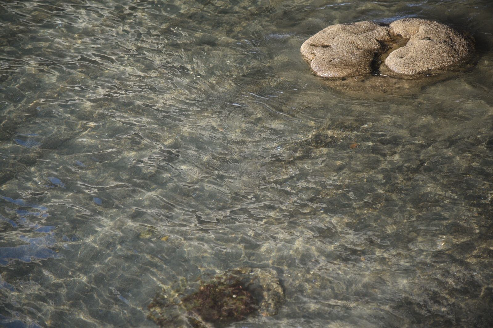 La Sabellaria, un ingegnere naturale sottovalutato